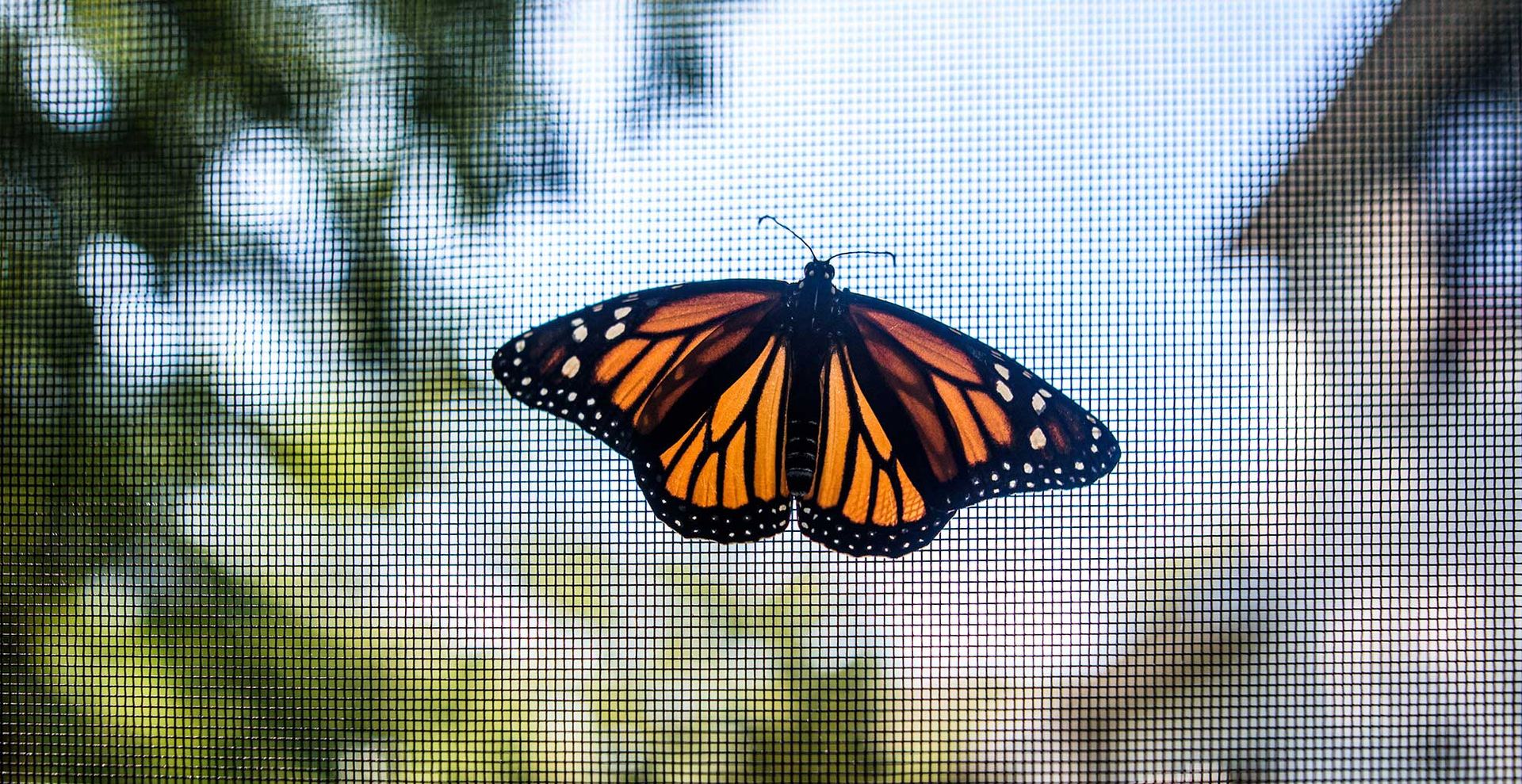 door screen with a butterfly on to show to get rid of flies