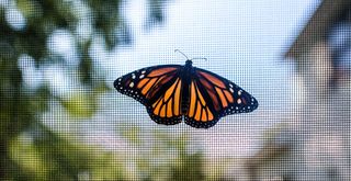 door screen with a butterfly on to show to get rid of flies