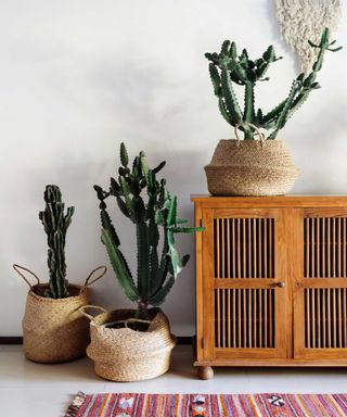 cacti in modern room