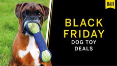Black Friday Dog Toy deals graphic