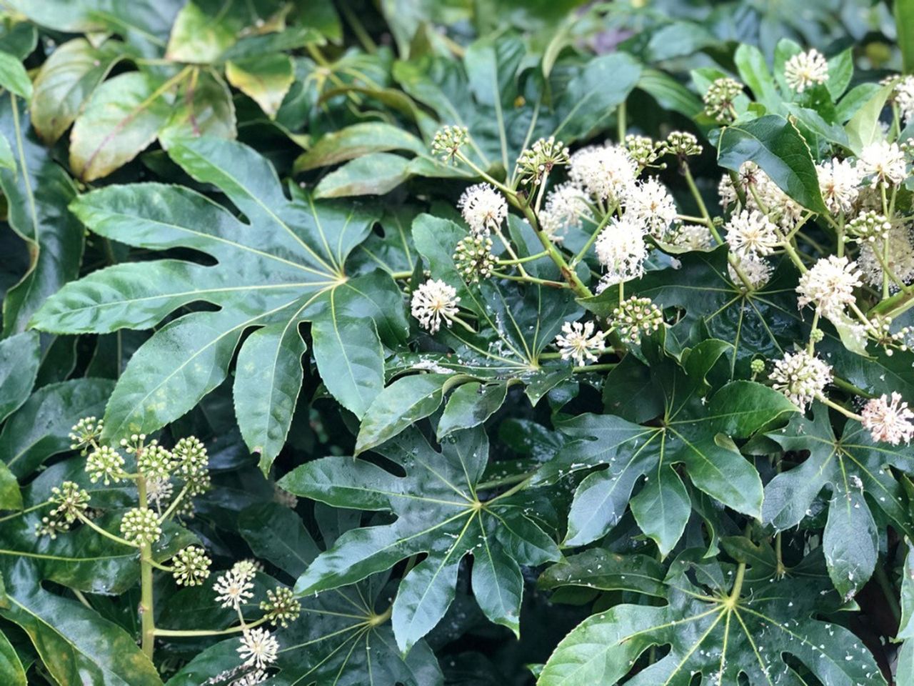 Fatsia Japonica Plant