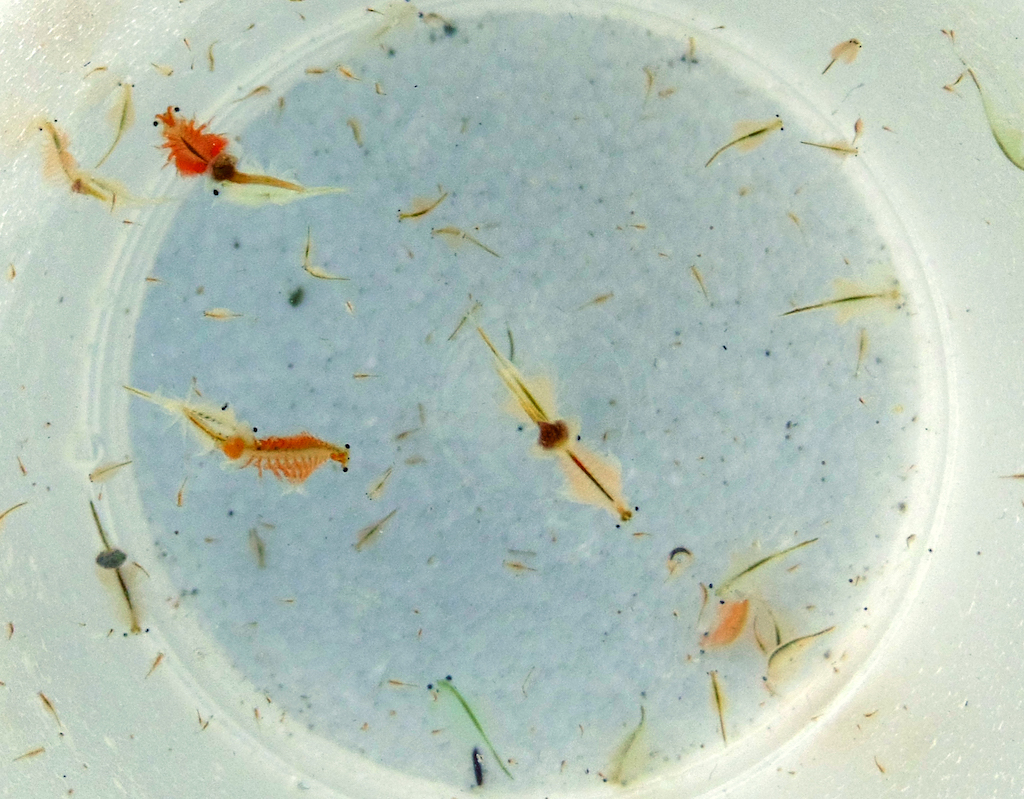 Brine shrimp