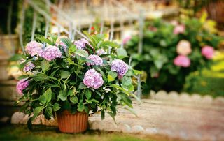 garden planter next to a path filled with a light purple hydrangea in full bloom