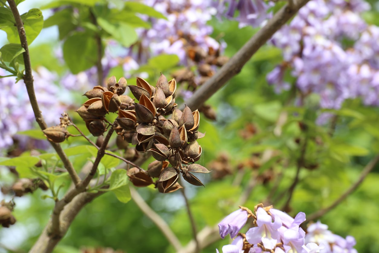 Paulownia is grown for leaves, flowers, wood