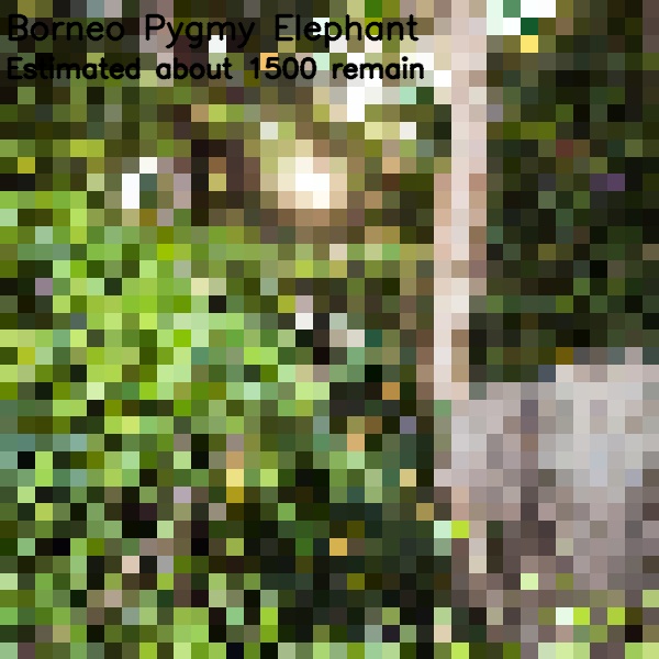 Pixelated images of endanger species