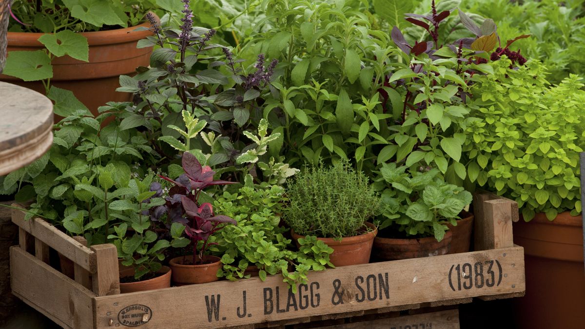 Herb Garden Planting Ideas And Advice On How To Grow Herbs Real Homes