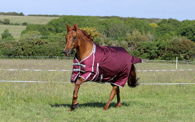 Guardian-Burgandy-Feature
