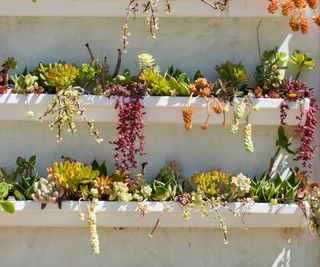 succulents growing in a vertical plant display