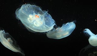 bio-jellyfish-100616-02