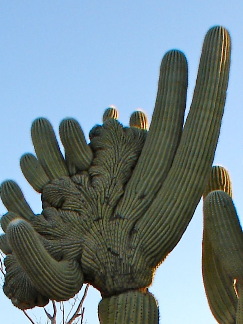 Photos Inside the Bizarre World of the Crested Saguaro Cactus Live