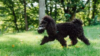 miniature poodle