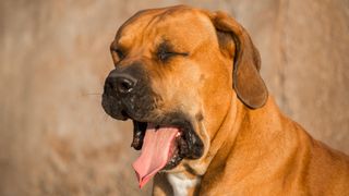 Boerboel yawning