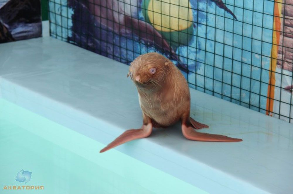 Nafanya the albino seal