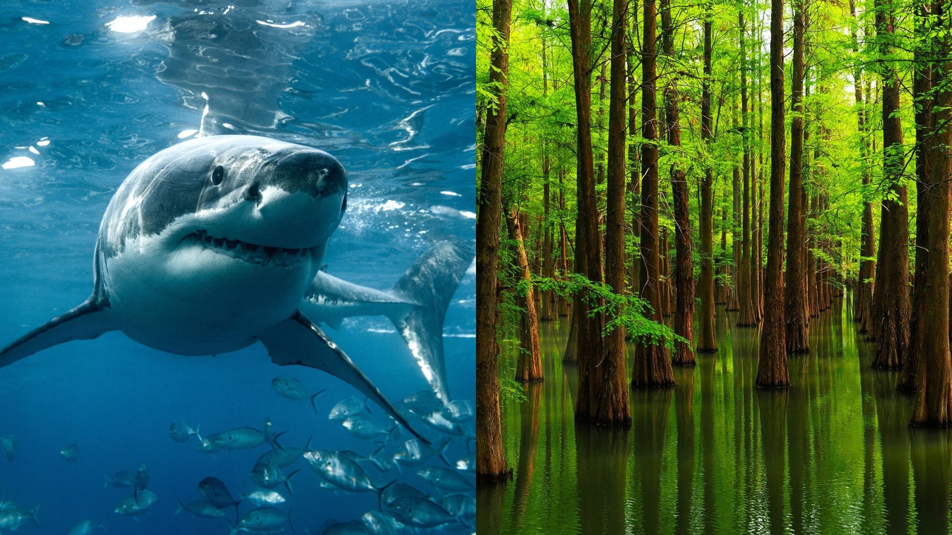 Are sharks really older than trees? Are sharks really older than trees?