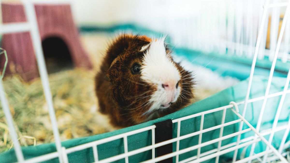 Best bedding for guinea pigs For a clean and comfy home PetsRadar