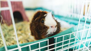 Guinea pig in cage with the best bedding for guinea pigs
