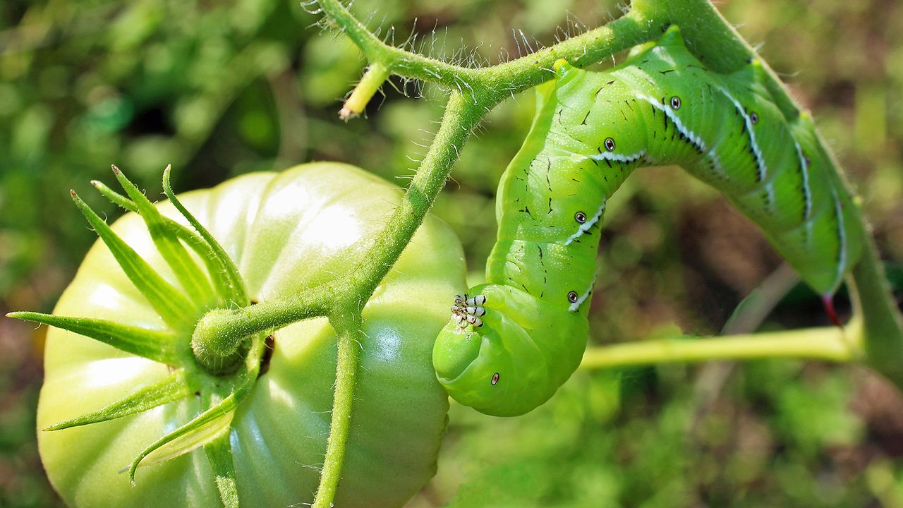 Tobacco hornworm feasting on tomato plant