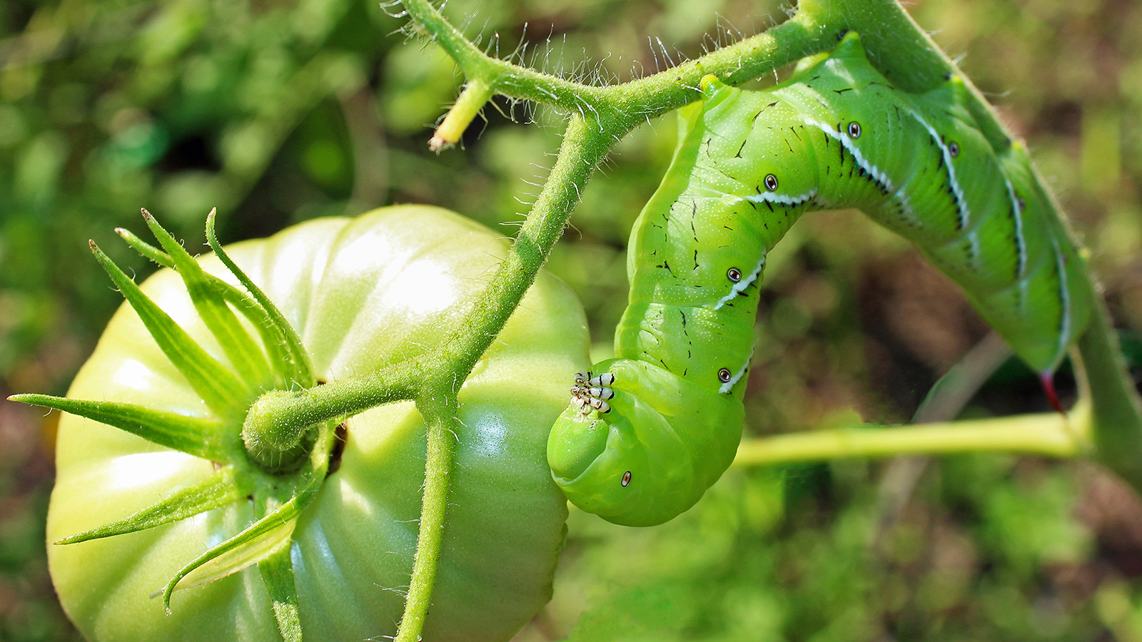 How To Get Rid Of Tomato Hornworms 5 Natural Solutions Gardening Know How