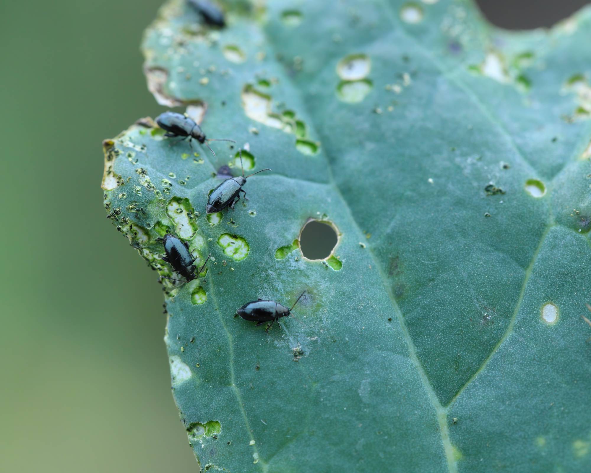 Flea beetles and damage on cabbage leaf