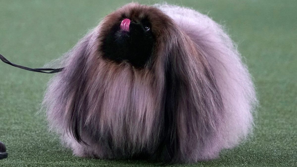 Westminster Dog Show: Wasabi the Pekingese