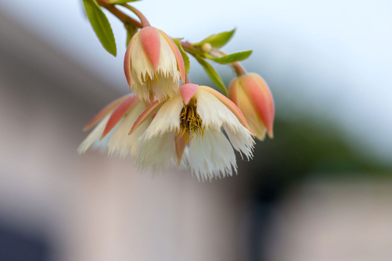 Lily Of The Valley Tree