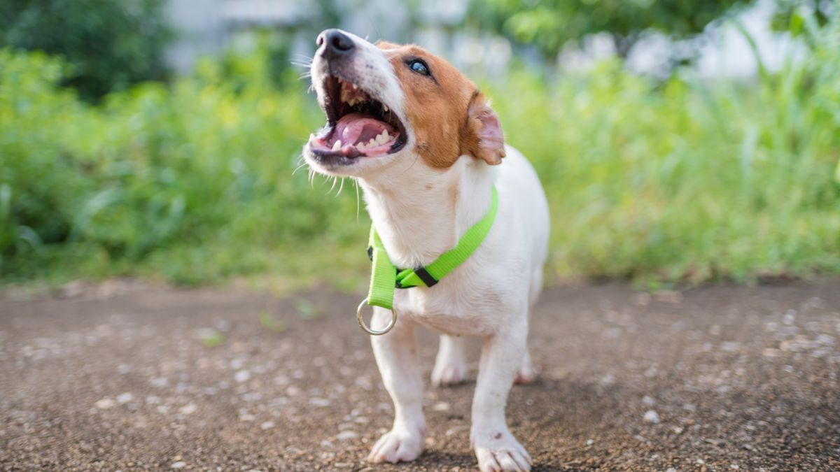 How to stop a puppy barking PetsRadar