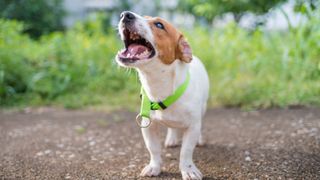 How to stop a puppy barking