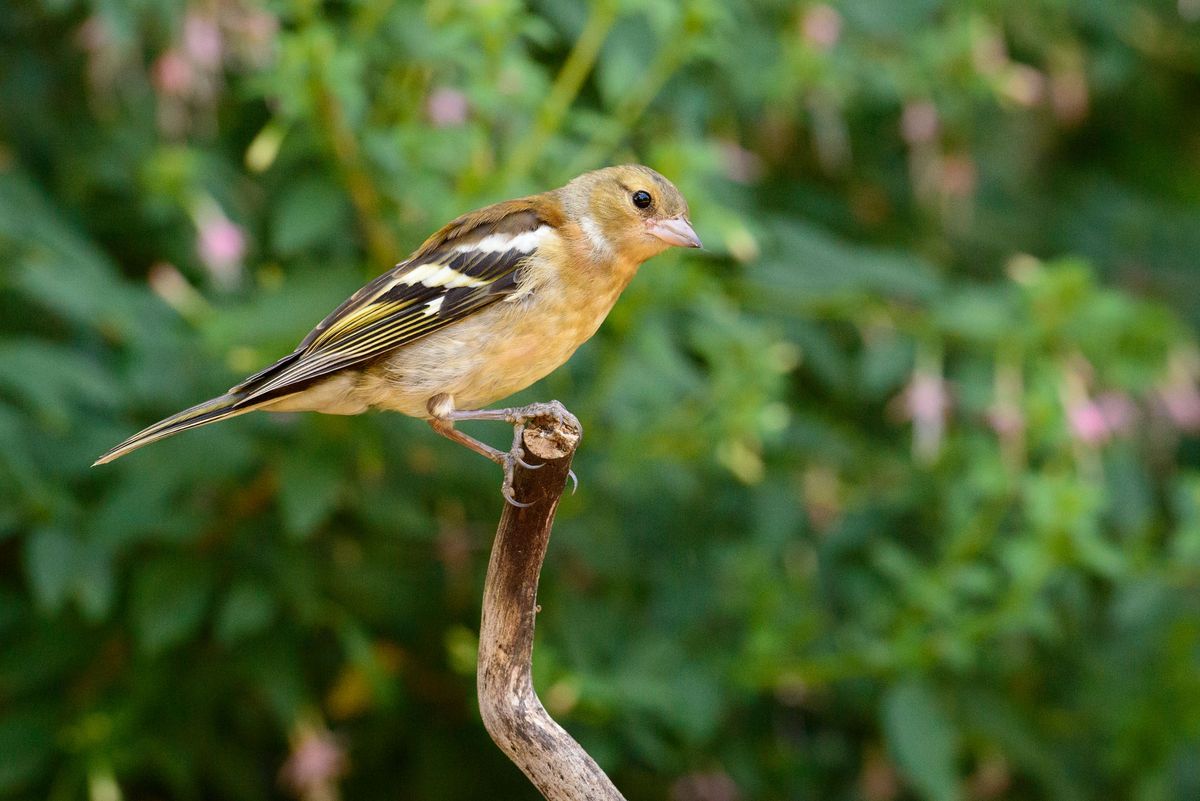 Small bird on a branch in front of foliage with pink flowers, captured with the Camtraptions Camera Trap device and a Nikon DSLR