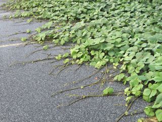A green Kudzu plant climbing across a concrete pathway