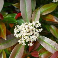 A close up of a blooming photinia red robin hedge
