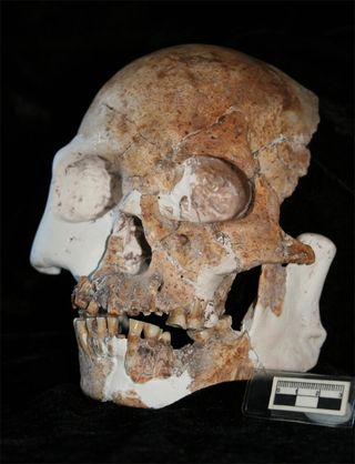 A view of the skull of the Red Deer Cave People.