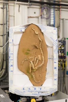 Swimming dinosaur fossils