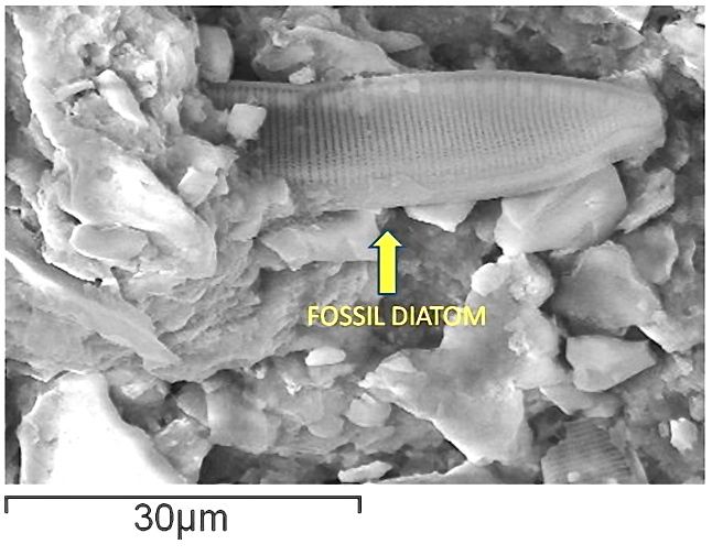 diatom-meteorite