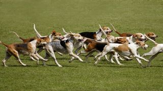 A pack of hounds on the scent, likely to be baying