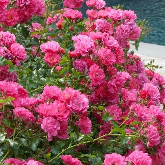 Rose 'flower Carpet Pink' - Ground Cover Rose