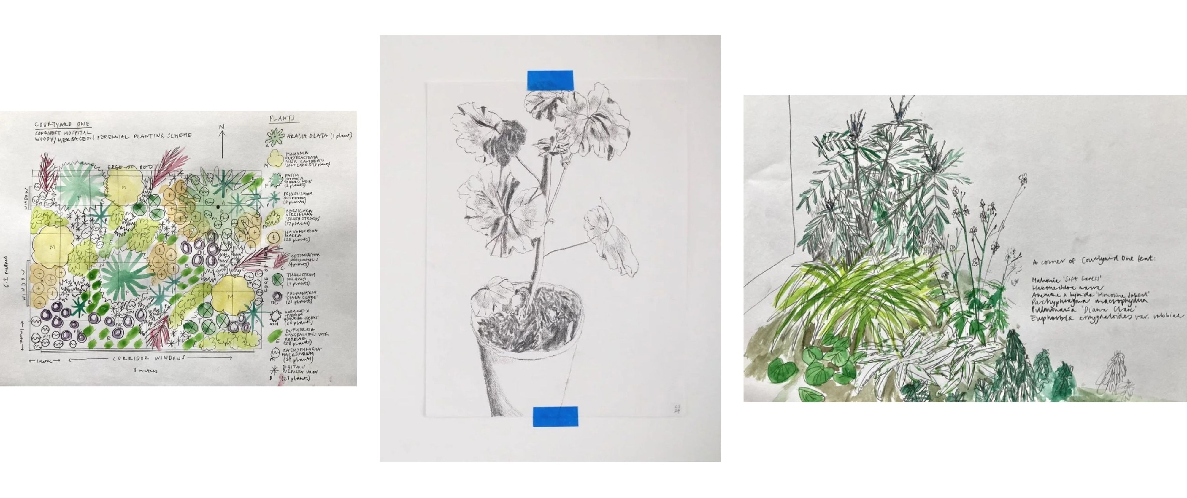 Garden and plant sketches on white background.