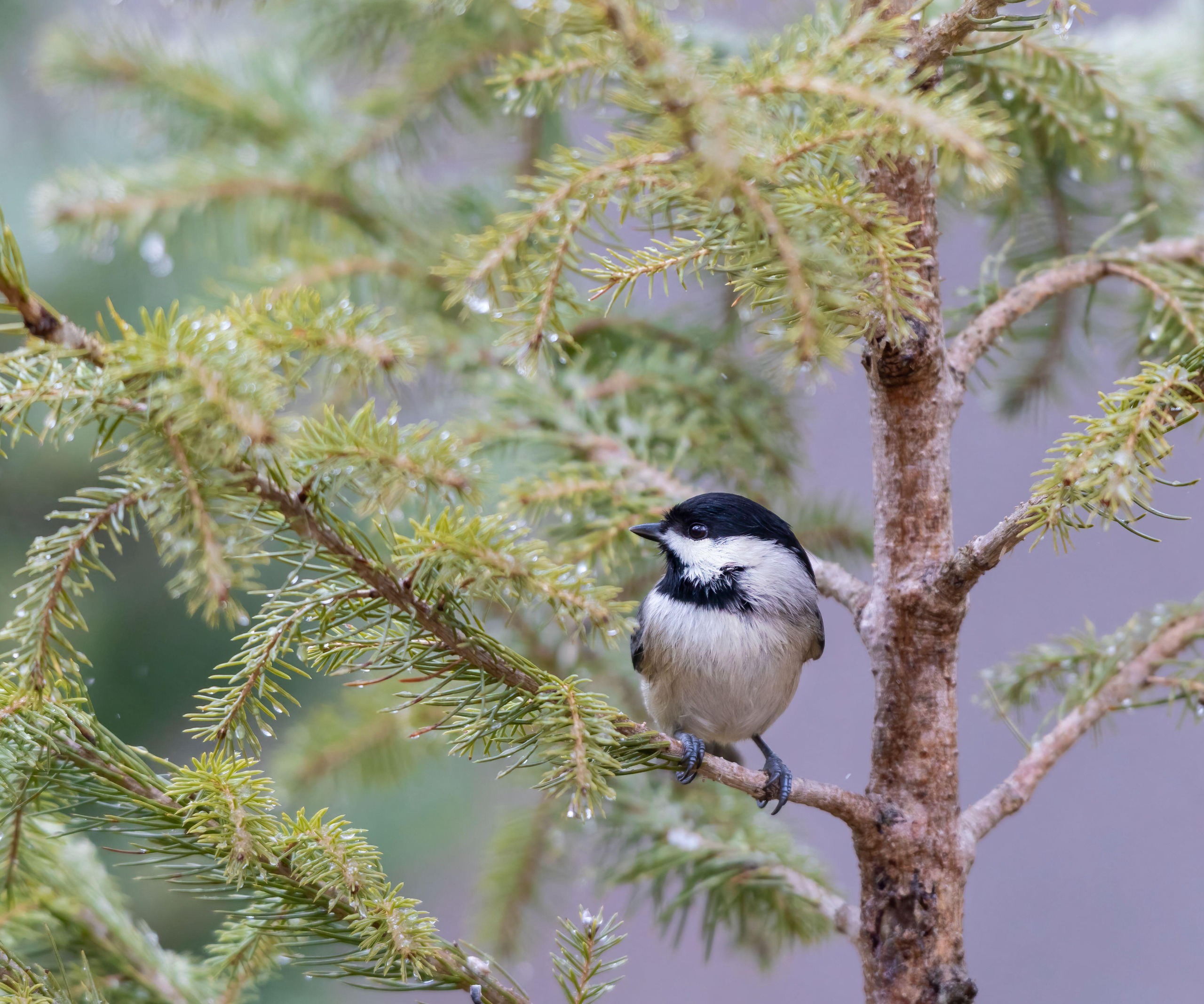 Carolina chickadee in fir tree in winter, Marion County, Illinois