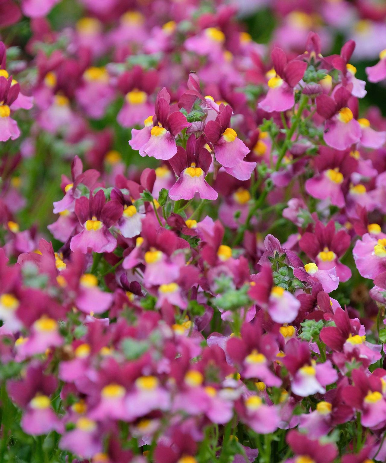 Best container plants 14 top picks for summertime pots Gardeningetc