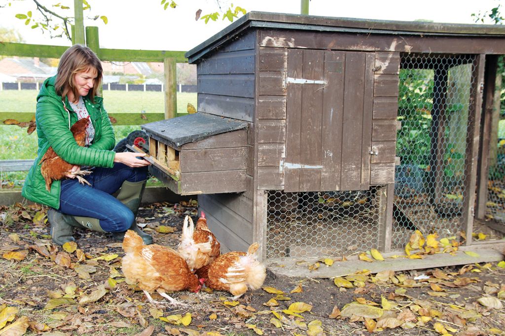 Keeping chickens expert tips on how to get started Gardeningetc
