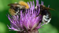 Two black and yellow bees sit opposite each other on a purple flower with tall stringy petals with a green background behind them. 