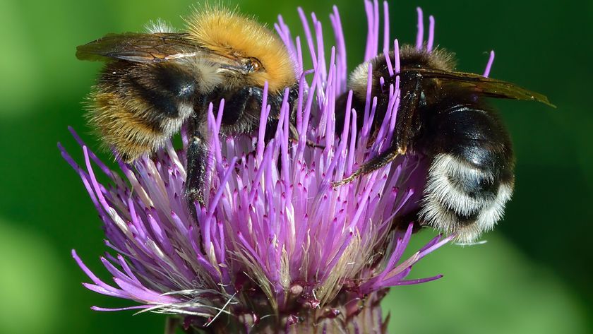 Two black and yellow bees sit opposite each other on a purple flower with tall stringy petals with a green background behind them. 