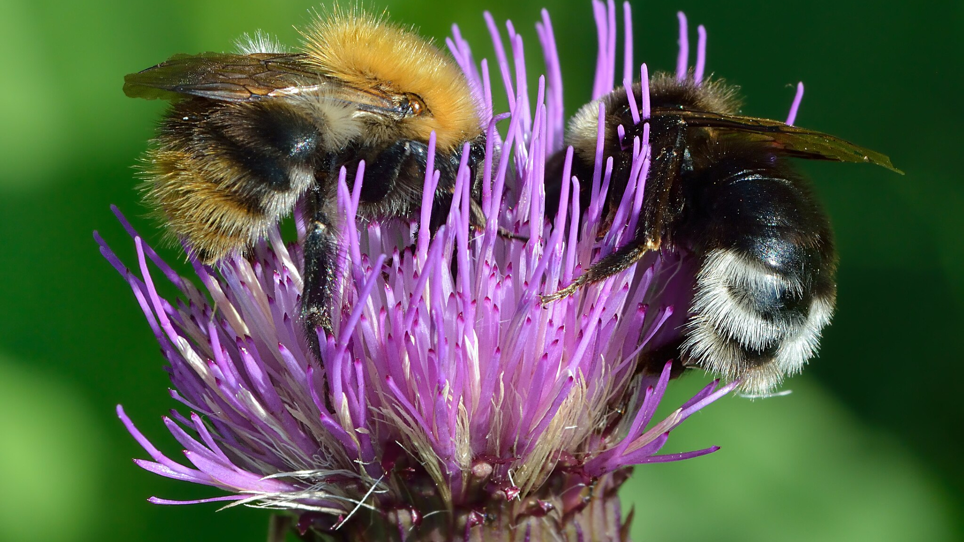 Two black and yellow bees sit opposite each other on a purple flower with tall stringy petals with a green background behind them.