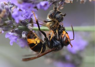 An Asian hornet kills a bee.
