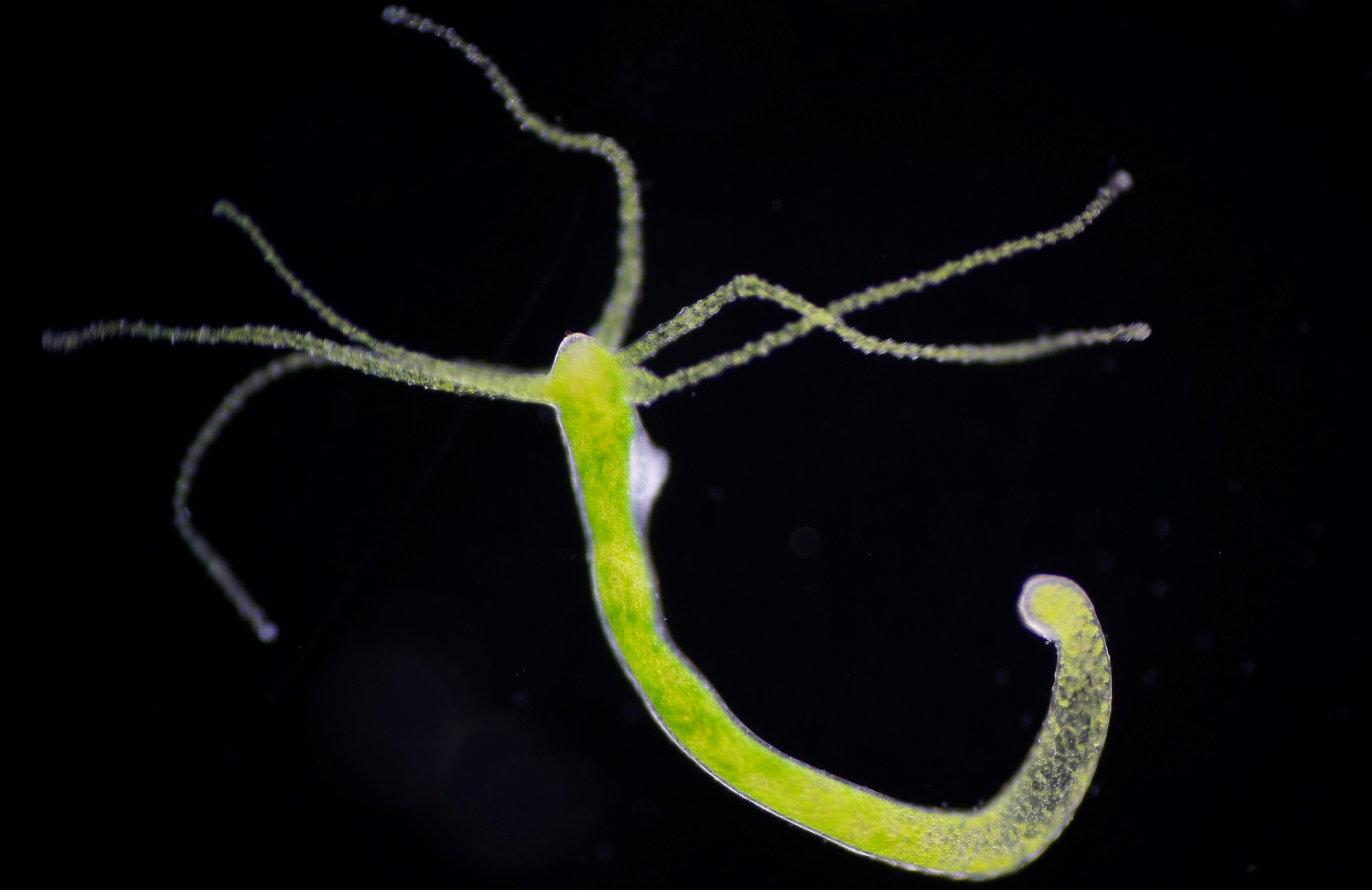 A photo of a Hydra, the small invertebrates that could be immortal.