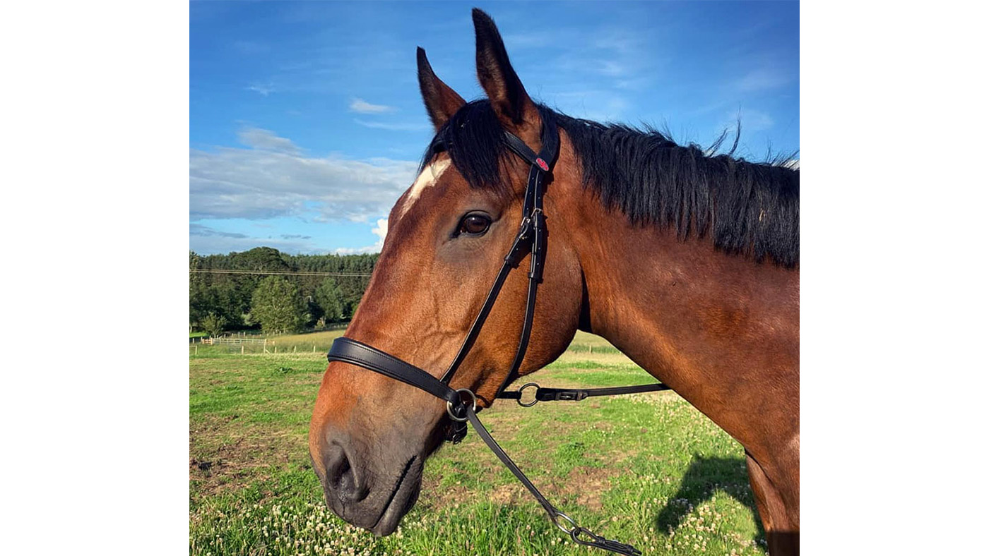 Easy Trek Anatomical Bitless Leather Bridle