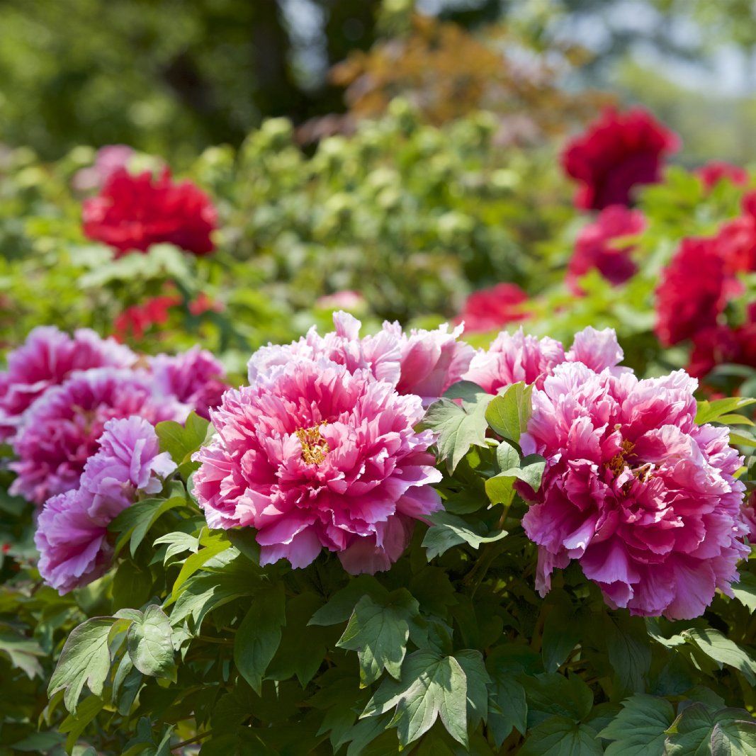 Common Types Of Peonies Every Gardener Should Know