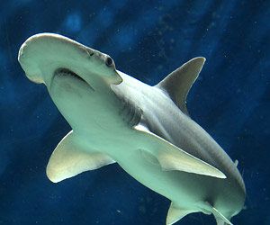 Females of this small <a href= http://www.livescience.com/bestimg/index.php?url=sharkweek_hammerhead_00.jpg&cat=sharkweek target=new>hammerhead shark</a> species were thought to mate with several males and store their sperm for later use, so scientists as