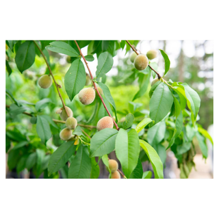 A semi-clingstone peach tree