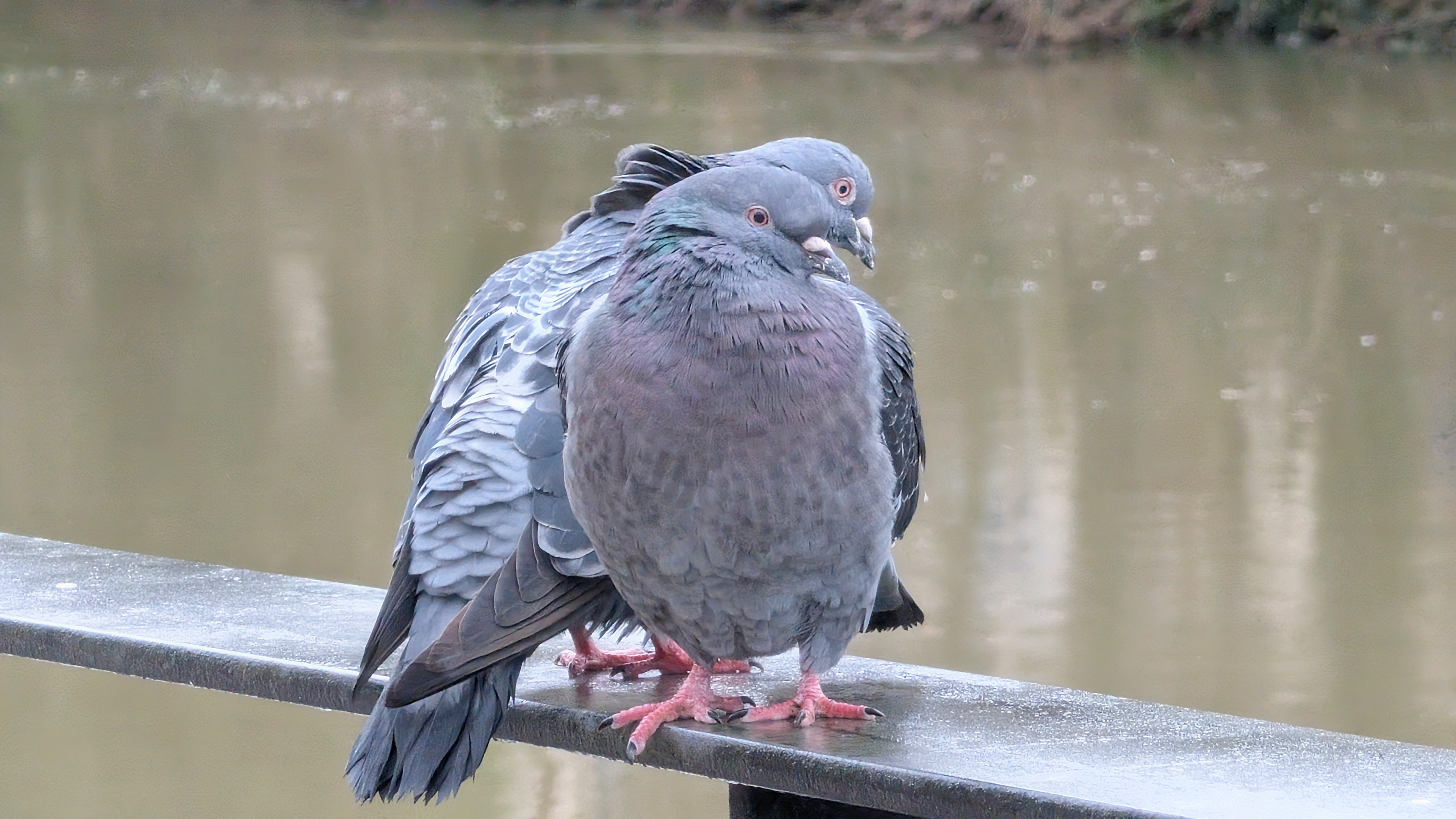 A photo of a bird taken on a Google Pixel 10 Pro XL
