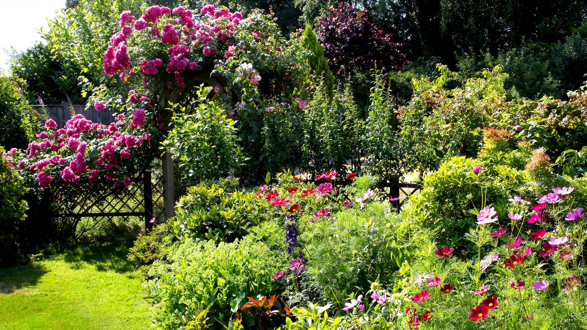 cottage garden with shrubs, flowers and pink shrub rose